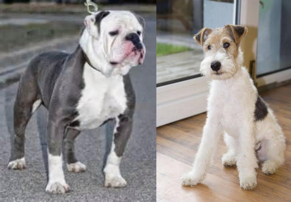 Wire Fox Terrier vs Old English Bulldog - Breed Comparison