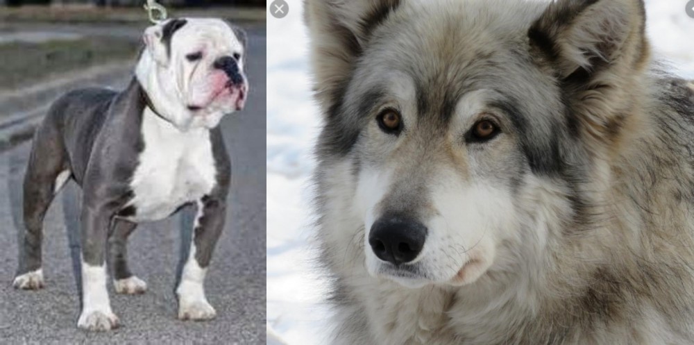 Wolfdog vs Old English Bulldog - Breed Comparison