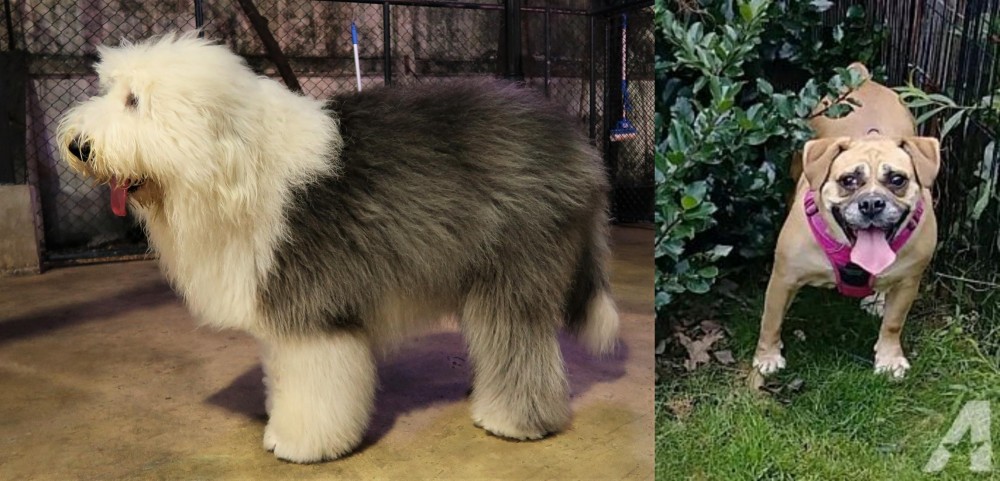 Beabull vs Old English Sheepdog - Breed Comparison