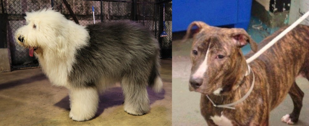 Mountain View Cur vs Old English Sheepdog - Breed Comparison