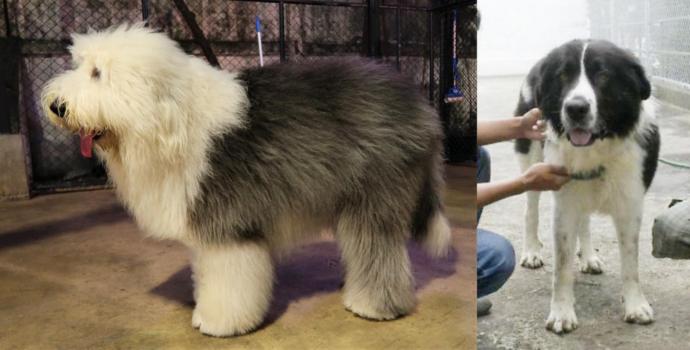 Mucuchies vs Old English Sheepdog - Breed Comparison