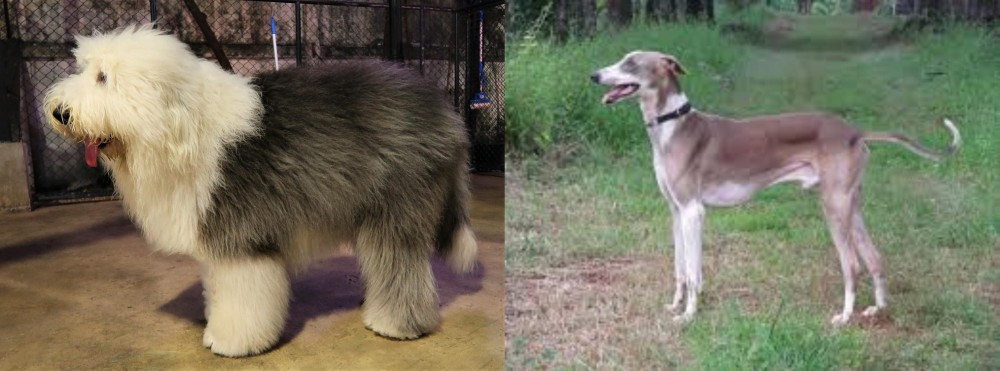 Mudhol Hound vs Old English Sheepdog - Breed Comparison