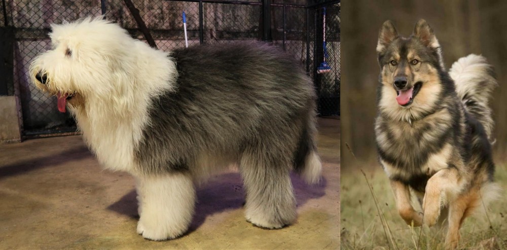 Native American Indian Dog vs Old English Sheepdog - Breed Comparison