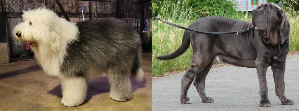 Neapolitan Mastiff vs Old English Sheepdog - Breed Comparison