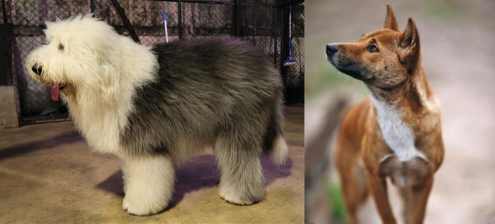 New Guinea Singing Dog vs Old English Sheepdog - Breed Comparison