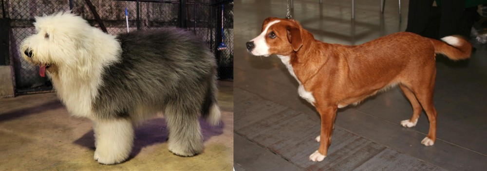 Osterreichischer Kurzhaariger Pinscher vs Old English Sheepdog - Breed Comparison