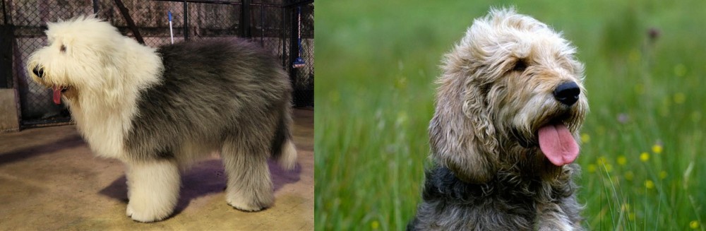 Otterhound vs Old English Sheepdog - Breed Comparison