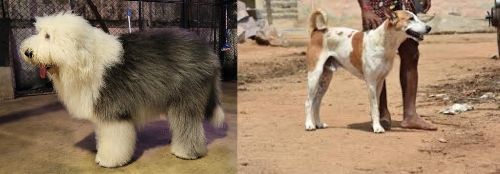Pandikona vs Old English Sheepdog - Breed Comparison