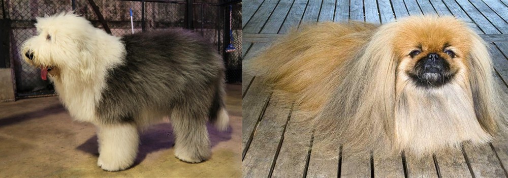 Pekingese vs Old English Sheepdog - Breed Comparison