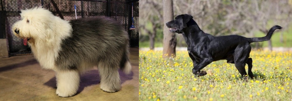 Perro de Pastor Mallorquin vs Old English Sheepdog - Breed Comparison