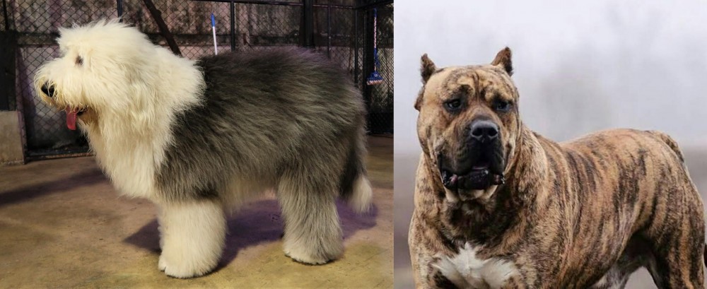 Perro de Presa Canario vs Old English Sheepdog - Breed Comparison