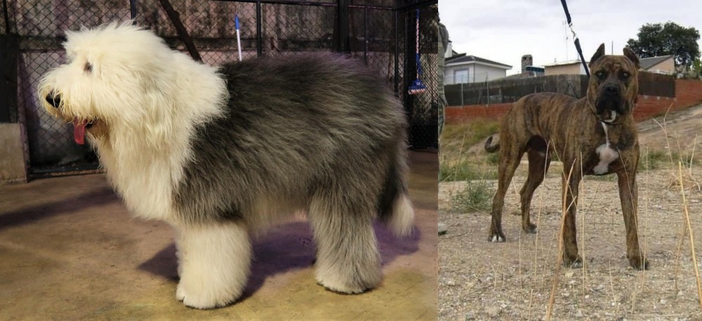 Perro de Toro vs Old English Sheepdog - Breed Comparison