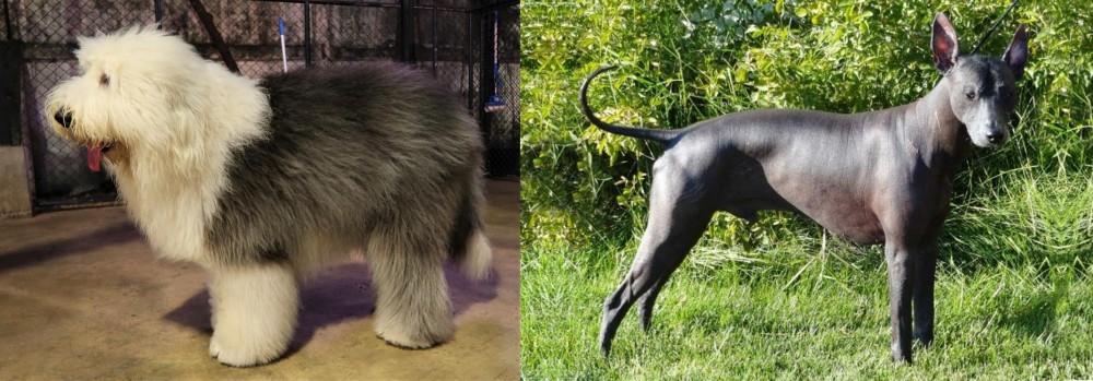 Peruvian Hairless vs Old English Sheepdog - Breed Comparison