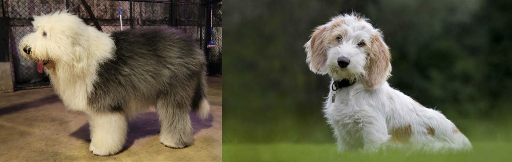 Petit Basset Griffon Vendeen vs Old English Sheepdog - Breed Comparison