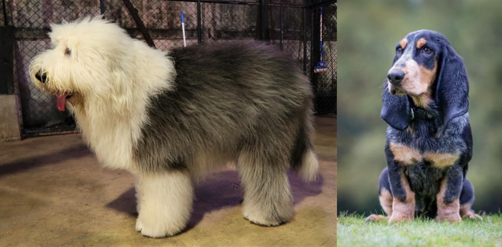 Petit Bleu de Gascogne vs Old English Sheepdog - Breed Comparison