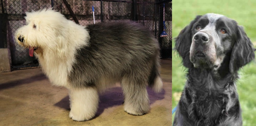Picardy Spaniel vs Old English Sheepdog - Breed Comparison