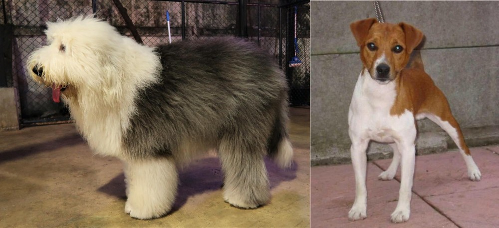 Plummer Terrier vs Old English Sheepdog - Breed Comparison