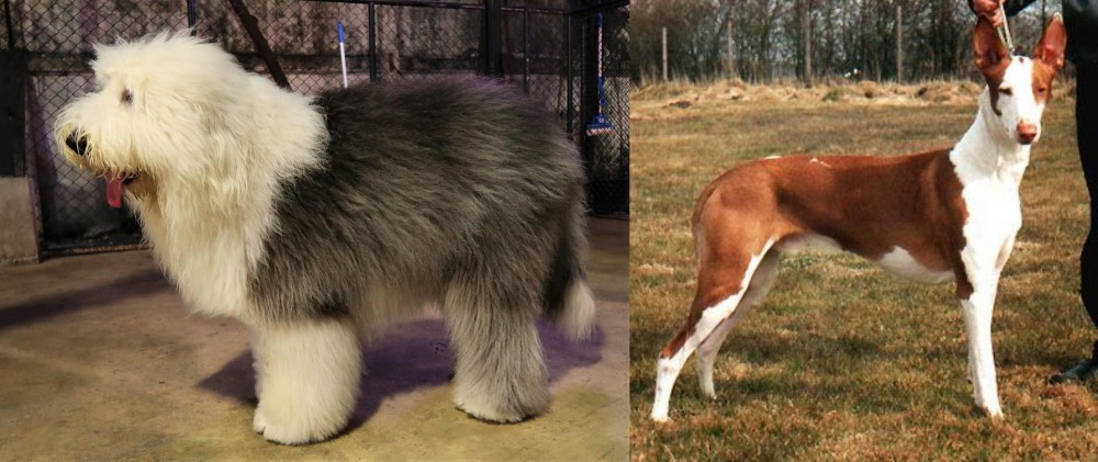 Podenco Canario vs Old English Sheepdog - Breed Comparison