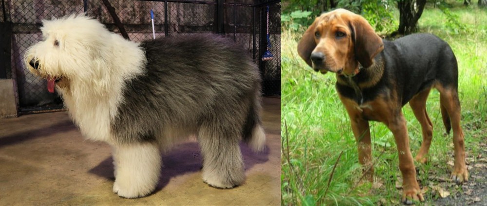 Polish Hound vs Old English Sheepdog - Breed Comparison