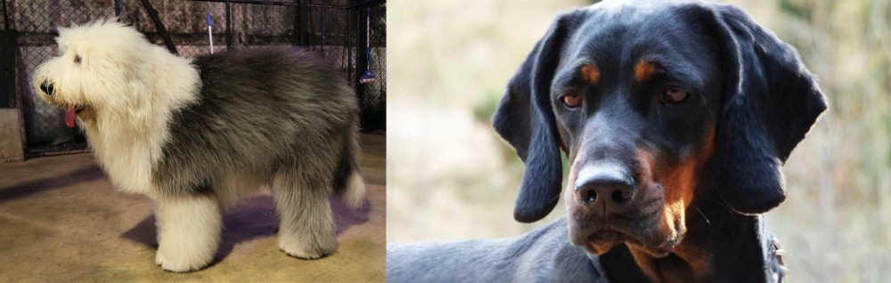 Polish Hunting Dog vs Old English Sheepdog - Breed Comparison