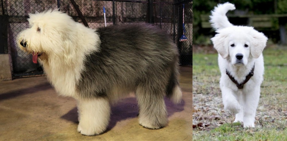 Polish Tatra Sheepdog vs Old English Sheepdog - Breed Comparison