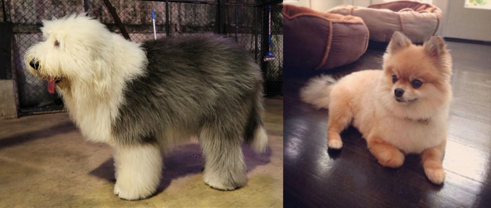 Pomeranian vs Old English Sheepdog - Breed Comparison