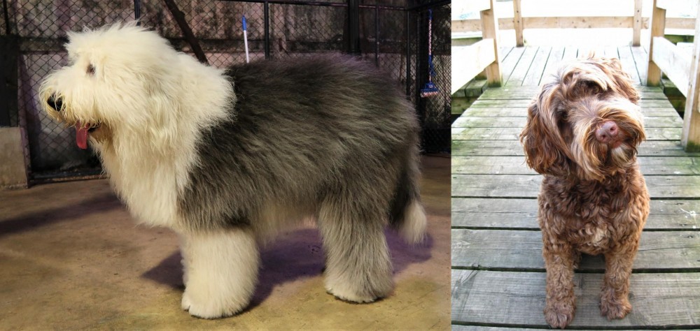 Portuguese Water Dog vs Old English Sheepdog - Breed Comparison