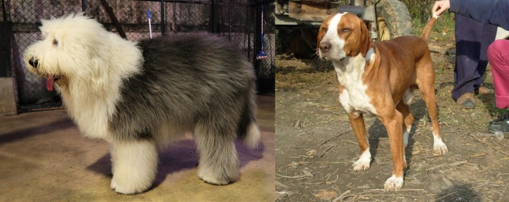 Posavac Hound vs Old English Sheepdog - Breed Comparison