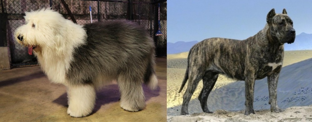 Presa Canario vs Old English Sheepdog - Breed Comparison