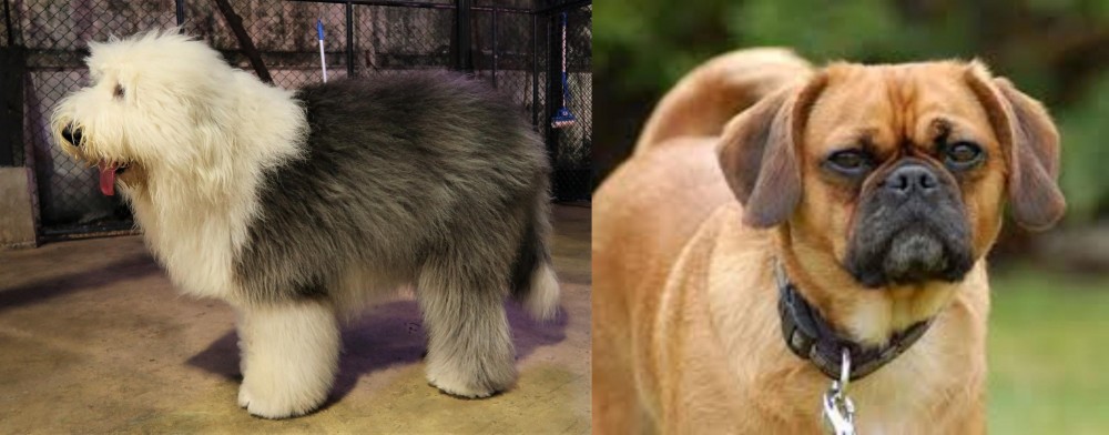 Pugalier vs Old English Sheepdog - Breed Comparison