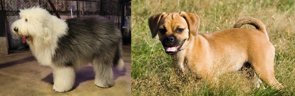 Puggle vs Old English Sheepdog - Breed Comparison