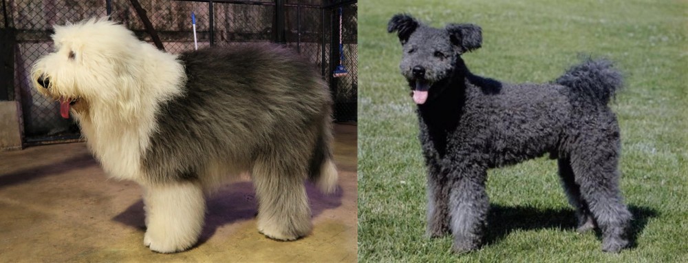 Pumi vs Old English Sheepdog - Breed Comparison