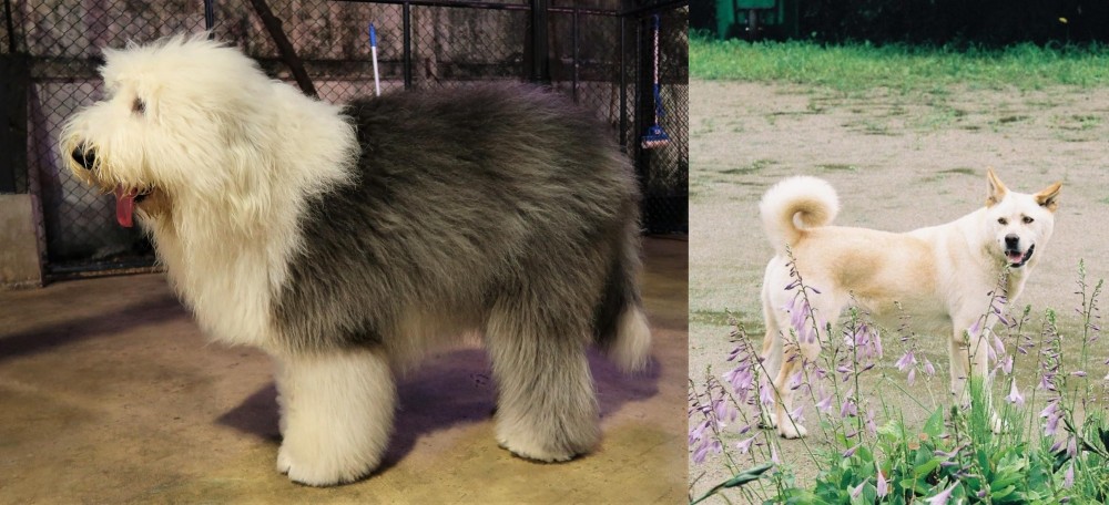 Pungsan Dog vs Old English Sheepdog - Breed Comparison