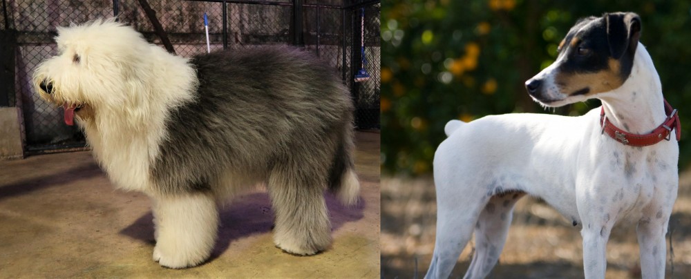 Ratonero Bodeguero Andaluz vs Old English Sheepdog - Breed Comparison