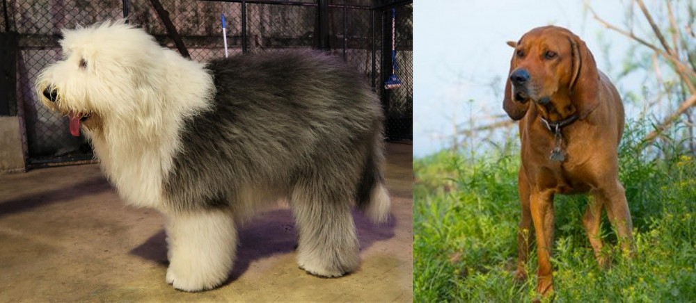 Redbone Coonhound vs Old English Sheepdog - Breed Comparison