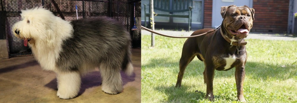 Renascence Bulldogge vs Old English Sheepdog - Breed Comparison