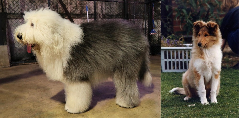 Rough Collie vs Old English Sheepdog - Breed Comparison