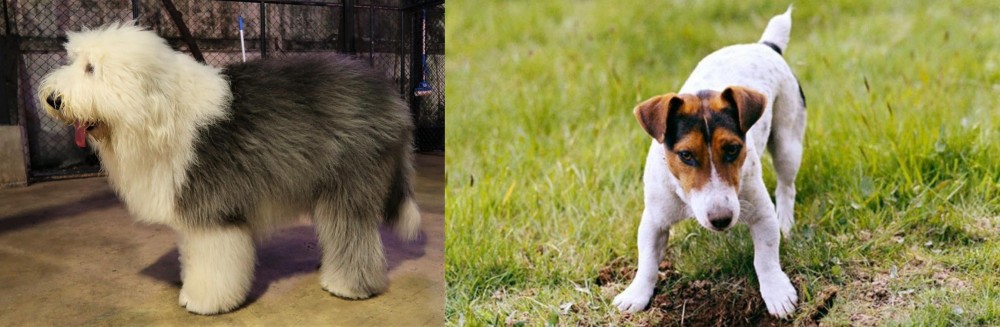 Russell Terrier vs Old English Sheepdog - Breed Comparison