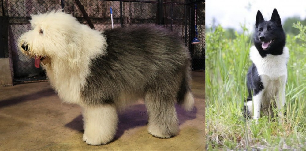 Russo-European Laika vs Old English Sheepdog - Breed Comparison