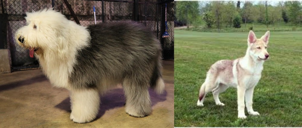 Saarlooswolfhond vs Old English Sheepdog - Breed Comparison