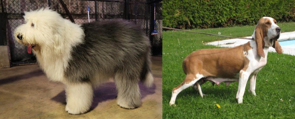 Sabueso Espanol vs Old English Sheepdog - Breed Comparison