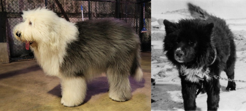 Sakhalin Husky vs Old English Sheepdog - Breed Comparison