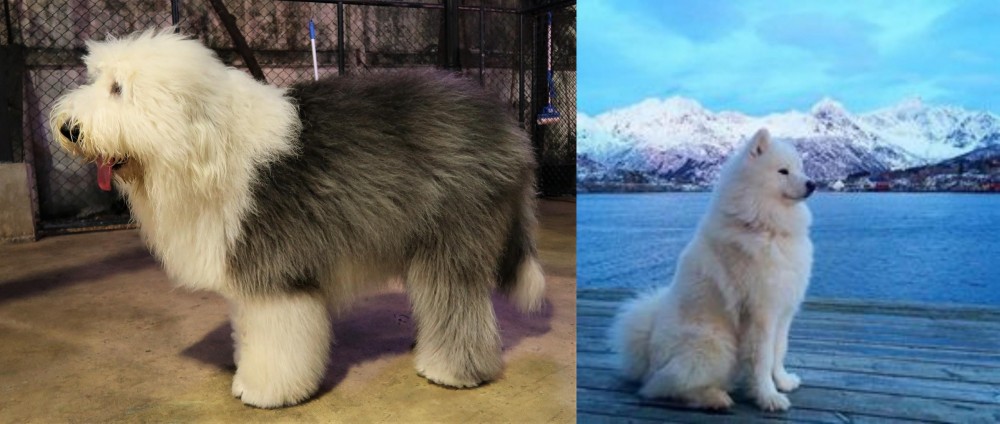 Samoyed vs Old English Sheepdog - Breed Comparison