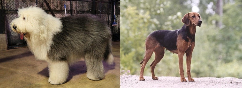 Schillerstovare vs Old English Sheepdog - Breed Comparison