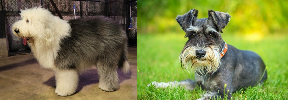 Schnauzer vs Old English Sheepdog - Breed Comparison