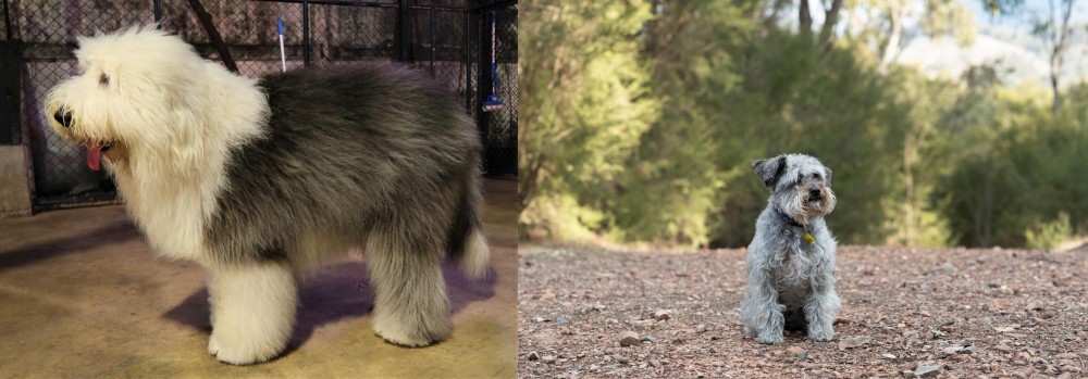 Schnoodle vs Old English Sheepdog - Breed Comparison