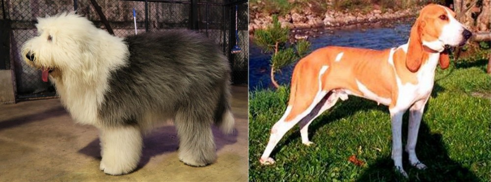 Schweizer Laufhund vs Old English Sheepdog - Breed Comparison