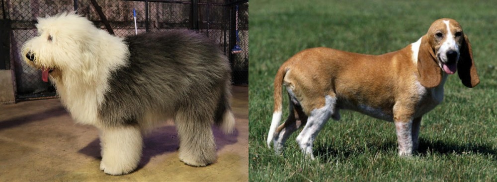 Schweizer Niederlaufhund vs Old English Sheepdog - Breed Comparison