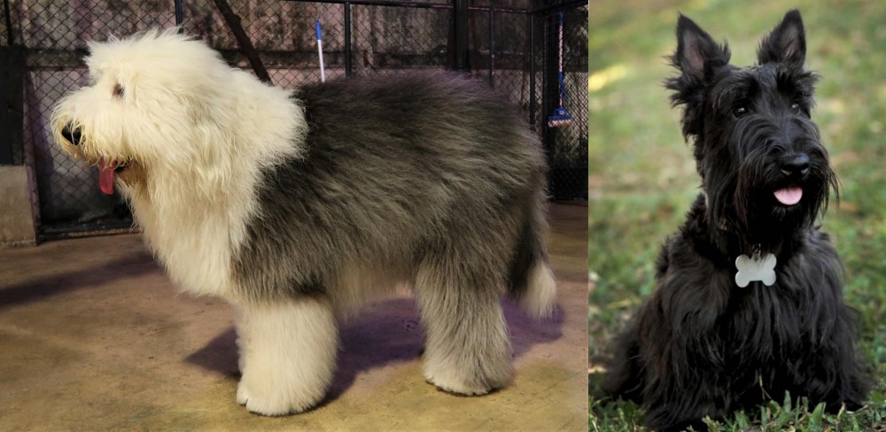Scoland Terrier vs Old English Sheepdog - Breed Comparison