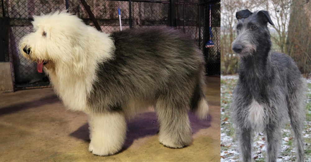 Scottish Deerhound vs Old English Sheepdog - Breed Comparison